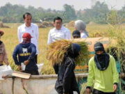Tinjau Panen Raya di Indramayu, Presiden Pastikan Produksi Beras Nasional Tetap Aman Tinjau-Panen-Raya-di-Indramayu-Presiden-Pastikan-Produksi-Beras-Nasional-Tetap-Aman.jpeg