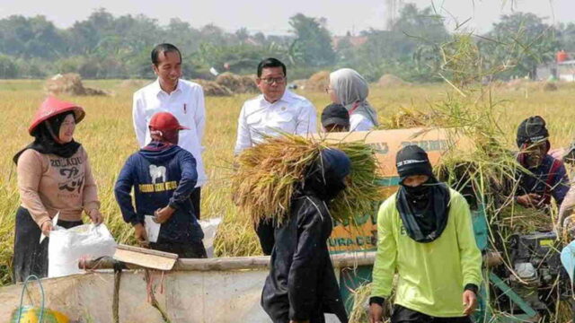 Tinjau-Panen-Raya-di-Indramayu-Presiden-Pastikan-Produksi-Beras-Nasional-Tetap-Aman.jpeg