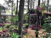 Warung Pinus Subang, Kafe di Tengah Hutan yang Sejuk Warung-Pinus-Subang-Kafe-di-Tengah-Hutan-yang-Sejuk.jpg