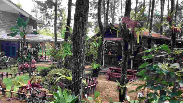 Warung-Pinus-Subang-Kafe-di-Tengah-Hutan-yang-Sejuk.jpg