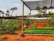 Lestarikan Sumber Daya Tanaman Hutan, Poktan Girimukti Ciamis Perbanyak Bibit benih-tanaman-hutan.jpeg