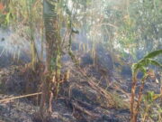 Akibat Puntung Rokok, Bukit Bambu di Tasikmalaya Kebakaran Bukit-Bambu-Kebakaran.jpg