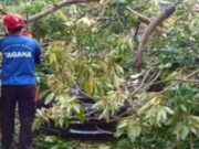 Pohon Tumbang di Cimahi, Satu Mobil dan Lima Motor Rusak Tertimpa Evakuasi-Pohon-Tumbang.jpg