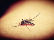 Dinkes Sebut Kasus DBD di Ciamis Menurun Kasus-DBD-di-Ciamis.jpg