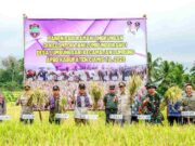 Sukacita Petani Lumbung Panen Padi saat Kemarau, Bukti Program Bupati Ciamis Berhasil Petani-Lumbung-Panen-padi.jpeg