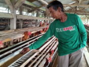 DPRD Kota Banjar Minta Peternak Ayam Petelur Lokal Diberdayakan Peternak-Ayam-Petelur-Lokal-di-Kota-Banjar.jpg