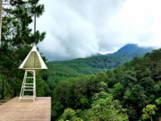 Pineus Forest View Tasikmalaya, Ada Spot Foto dengan Latar Pemandangan Indah Pineus-Forest-View-Tasikmalaya.jpg