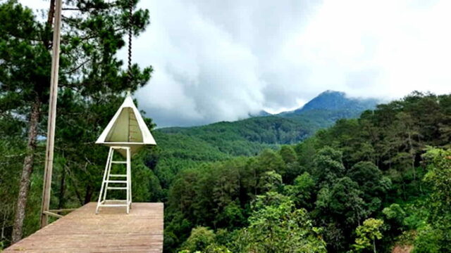 Pineus-Forest-View-Tasikmalaya.jpg