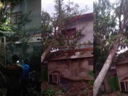 Diduga Keropos, Sebuah Pohon Tumbang Timpa Sekolah di Banjarsari Ciamis Pohon-Tumbang-Timpa-Sekolah.jpg