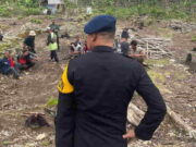 Tim Sat Brimob Amankan 13 Pelaku Penebangan Liar di Kawasan Perhutani Pangandaran Polda.jpg
