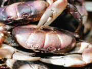 Restoran Seafood di Cianjur untuk Jamuan Keluarga Restoran-Seafood-di-Cianjur-untuk-Jamuan-Keluarga.jpg