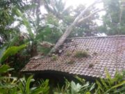 Dua Rumah Warga Pamarican Ciamis Rusak Tertimpa Pohon Tumbang Rumah-Warga-Pamarican-Tertimpa-Pohon.jpeg
