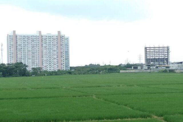 areal-sawah.jpg