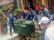 BKSDA dan Damkar Ciamis Evakuasi Dua Ekor Buaya Muara dari Warga evakuasi-buaya-muara.jpg