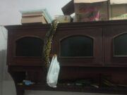 Ular Sanca 3 Meter Nangkring di Atas Lemari Gegerkan Warga Tasikmalaya ular-sanca-atas-lemari.jpeg