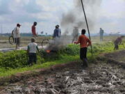 Jelang Musim Tanam, Puluhan Petani di Ciamis Ini Berburu Tikus di Sawah Berburu-Tikus-di-Sawah.jpg