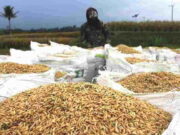 Harga Gabah Kering Panen Tinggi, Petani di Cipaku Ciamis Ogah Jual Hasil Panen Gabah.jpg