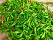 Harga Kebutuhan Pokok Masyarakat di Bandung Masih Stabil Harga-Cabai.jpg