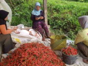 Harga Cabai Merah Keriting Naik, Petani di Ciamis Sumringah Harga-Cabai-Merah-Keriting.jpg