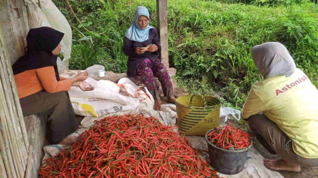 Harga-Cabai-Merah-Keriting.jpg