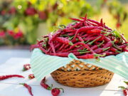 Harga Cabe Makin Pedas, Warga Panawangan Ciamis Ini Malah Sumringah Harga-Cabe-Makin-Pedas.jpg