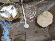 Ikan Peliharaan Mati, Warga Kota Banjar Keluhkan Pemadaman Listrik Ikan-peliharaan-mati-diduga-akibat-pemadaman-listrik-di-Kota-Banjar.jpg