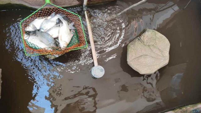 Ikan-peliharaan-mati-diduga-akibat-pemadaman-listrik-di-Kota-Banjar.jpg