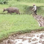 Jasa-Bajak-Sawah-Pakai-Kerbau.jpg