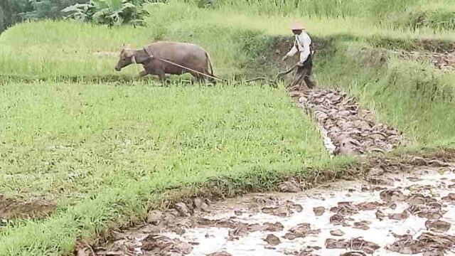 Jasa-Bajak-Sawah-Pakai-Kerbau.jpg