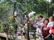 Libur Nataru Jumlah Pengunjung Kebun Binatang Bandung Mencapai 2000 Orang Kebun-Binatang-Bandung.jpg