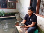 Seorang Pemuda di Ciamis Ini Sukses Ternak Kura-kura Brazil, Raup Cuan Jutaan Rupiah Kura.jpg