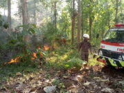 Satu Hektar Lahan Perhutani di Pangandaran Kebakaran Lahan-Perhutani.jpg