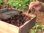 Cerita Aditya, Siswa SMAN 1 Kota Banjar Kembangkan Budidaya Madu Trigona Madu.jpeg