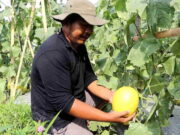 Siswa SMKN Karangjaya Tasikmalaya Tanam Buah Melon Golden, Sekali Panen Dapat 3 Ton Melon.jpg