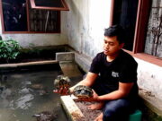 Untung Jutaan, Pemuda di Ciamis Ini Sukses Ternak Kura-Kura Pemuda-Ciamis-Sukses-Ternak-Kura-Kura.jpg