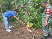 Heboh Penemuan Bayi di Muktisari Ciamis, Dibuang di Bawah Pohon Mahoni Penemuan-Bayi-di-Muktisari-Ciamis.jpeg