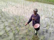 Jangan Khawatir, Petani di Banjar yang Tidak Punya Kartu Tani Masih Bisa Tebus Pupuk Subsidi Petani-di-Banjar-yang-Tidak-Punya-Kartu-Tani-Masih-Bisa-Tebus-Pupuk-Subsidi.jpg