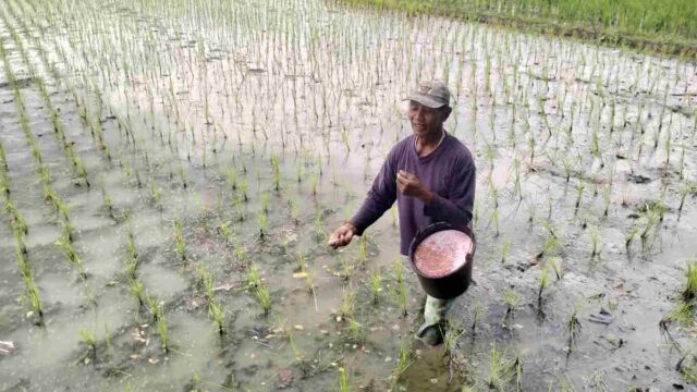 Petani-di-Banjar-yang-Tidak-Punya-Kartu-Tani-Masih-Bisa-Tebus-Pupuk-Subsidi.jpg