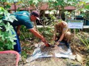 Begini Cara Kelompok Tani Hutan dan KWT di Lumbung Ciamis Lestrikan Lingkungan Tanam.jpg