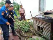 Hendak Memangsa Ayam, Ular Sanca 3 Meter Ditangkap Damkar Banjar Ular-sanca-damkar.jpeg