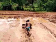 Sukacita Petani Langkaplancar Pangandaran Sambut Musim Hujan petani-musim-hujan.jpeg