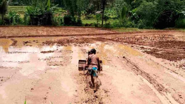 petani-musim-hujan.jpeg