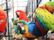Selama Libur Panjang, Ratusan Ribu Wisatawan Kunjungi Objek Wisata di Bandung Barat Grafika-Bird-Park-Destinasi-Wisata-Menarik-di-Cikole-Lembang.jpg
