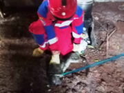 Dalam Sepekan Kawanan Monyet Masuk Pemukiman Warga di Rajadesa Ciamis Monyet.jpg