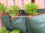 Planter Bag Custom untuk Kebutuhan Bisnis Anda Planter Bag Custom untuk Kebutuhan Bisnis Anda