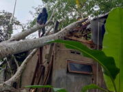 Rumah Tertimpa Pohon di Tasikmalaya, Kerugian Capai Ratusan Juta Rumah-Tertimpa-Pohon-di-Tasikmalaya.jpg