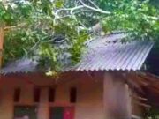 Rumah Warga di Langkaplancar Pangandaran Rusak Tertimpa Pohon Tumbang Rumah-warga-pohon-tumbang.jpeg