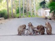 Sering Digasak Kawanan Monyet Gunung Sawal, Warga Sindangsari Ciamis Kapok Tanam Palawija Sering-Digasak-Kawanan-Monyet-Gunung-Sawal-Warga-Sindangsari-Ciamis-Kapok-Tanam-Palawija.jpg