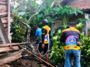 Hujan dan Angin Kencang Terjang Ciamis, 2 Rumah Rusak Tertimpa Pohon pohon.jpg