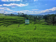Musim Tanam Jadi Trauma Petani Subang: Perbaiki Distribusi Pupuk Subsidi!